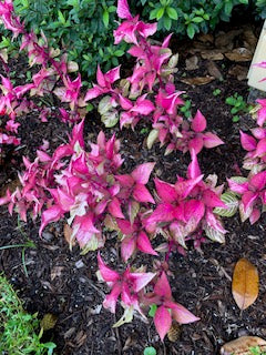 American Beauty Berry, Blood leaf, Busy lizzie orange, Busy Lizzie Pink, Perilla coleus, Heart of jesus pictures