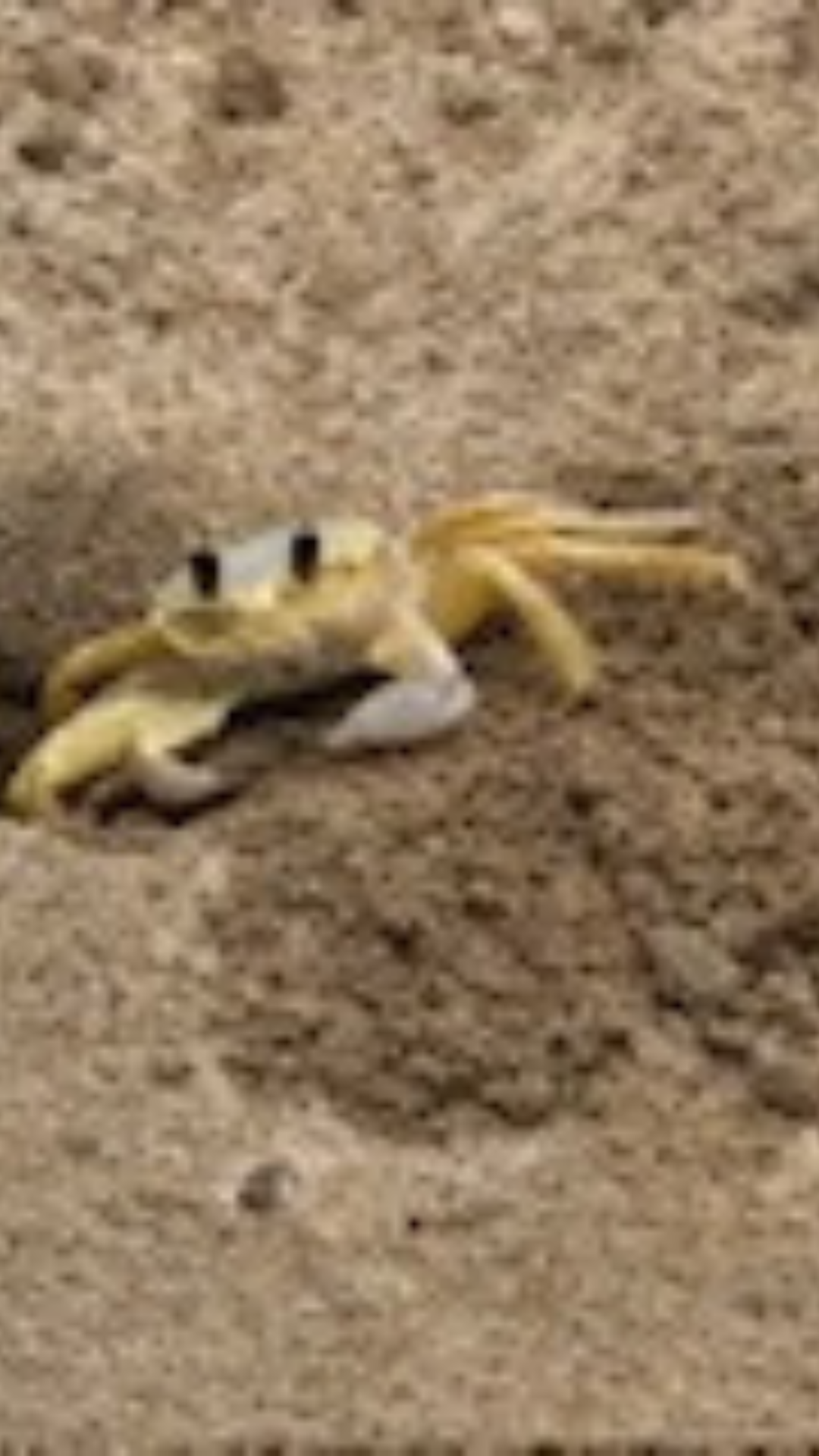 Combate beach, Luquillo Beach, Puerto Vallarta Mexico Tropical pictures