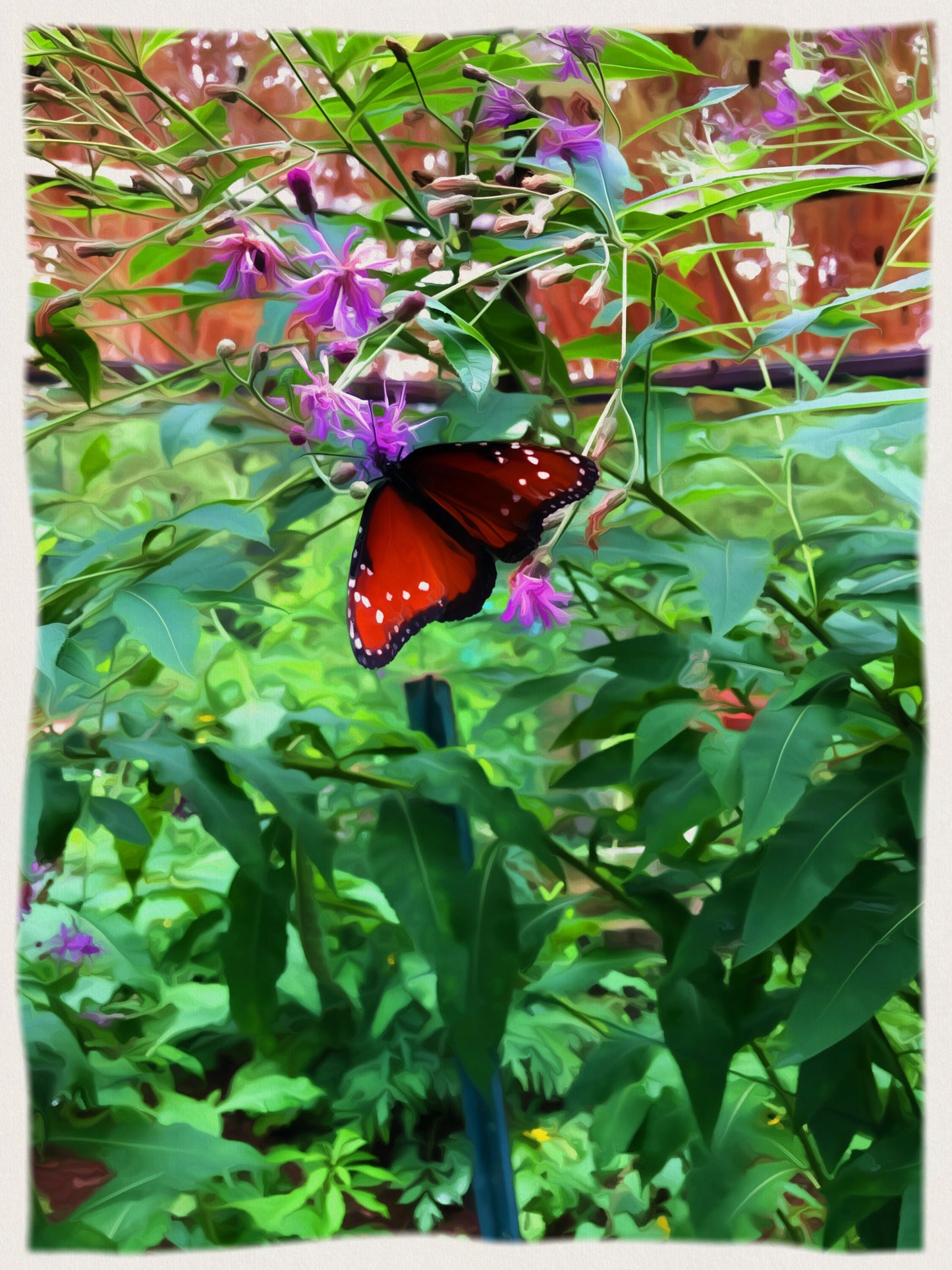 Picture of a butterfly in the garden.