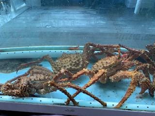Crabs from Alaska