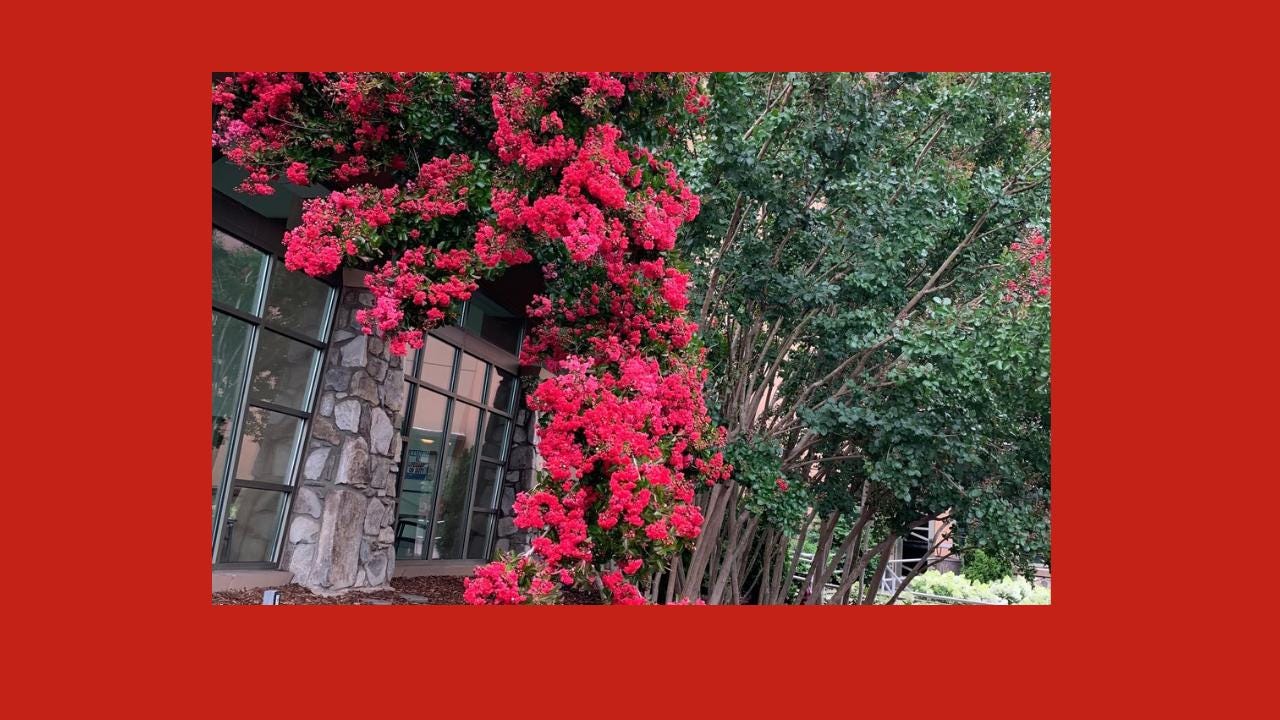 Red flowers thumbnail