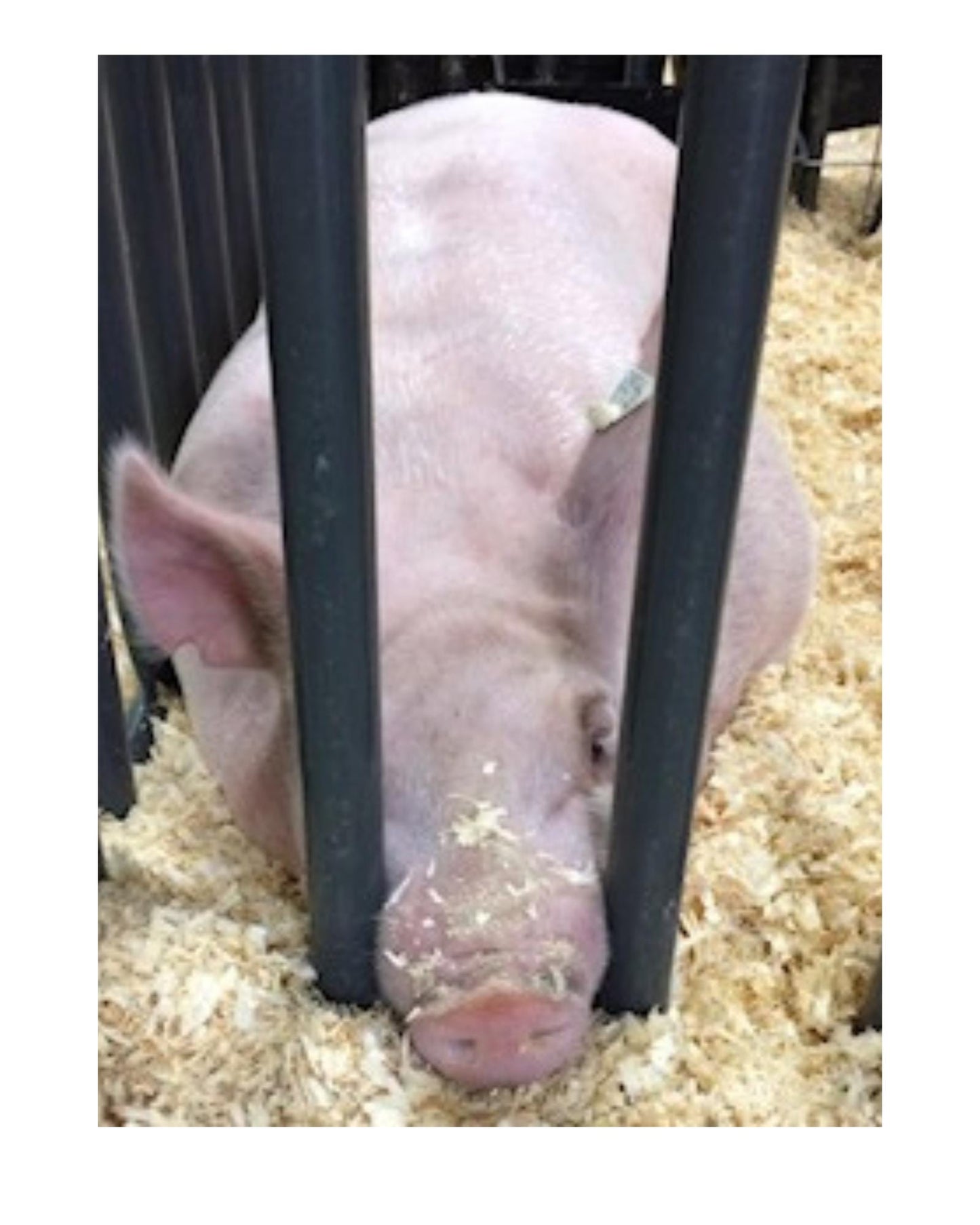 Mama and piglet printable landscape