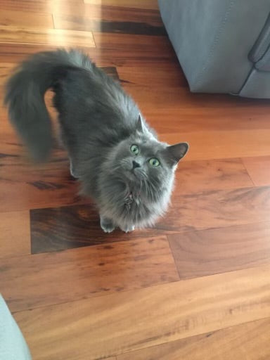 Grey and orange Cat Pictures