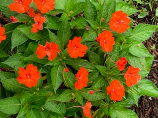American Beauty Berry, Blood leaf, Busy lizzie orange, Busy Lizzie Pink, Perilla coleus, Heart of jesus pictures