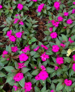 Pictures for your projects