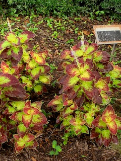 American Beauty Berry, Blood leaf, Busy lizzie orange, Busy Lizzie Pink, Perilla coleus, Heart of jesus pictures
