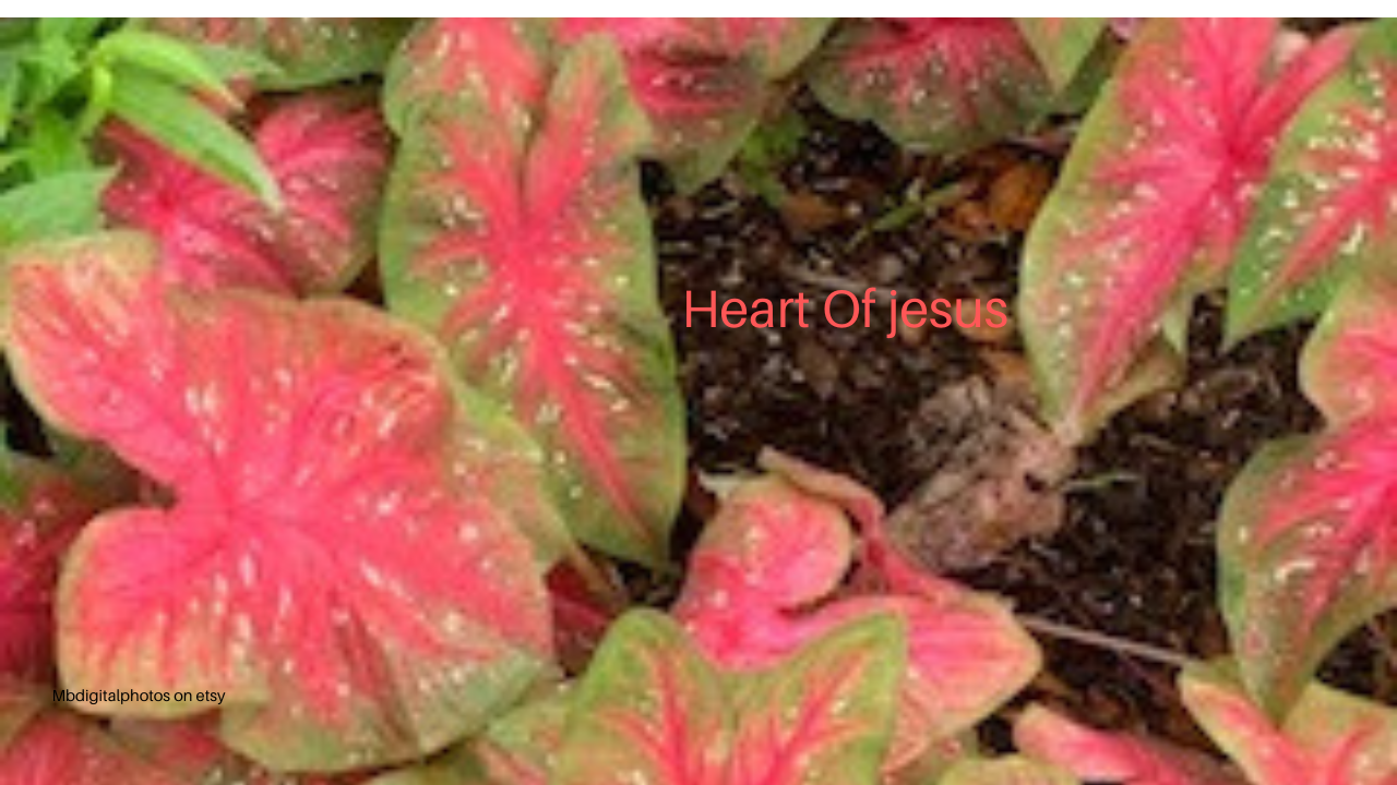 Orange, Pink, Red flower, lily, lily pod, Perilla,  Heart of Jesus, Coleus plant, thumbnail