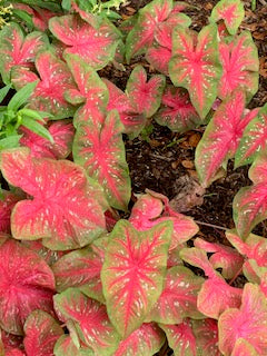 Ocean North Carolina