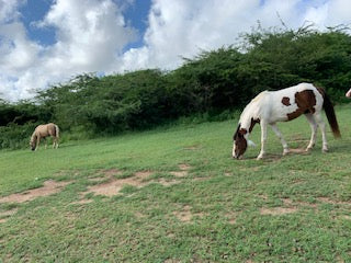 Ocean North Carolina
