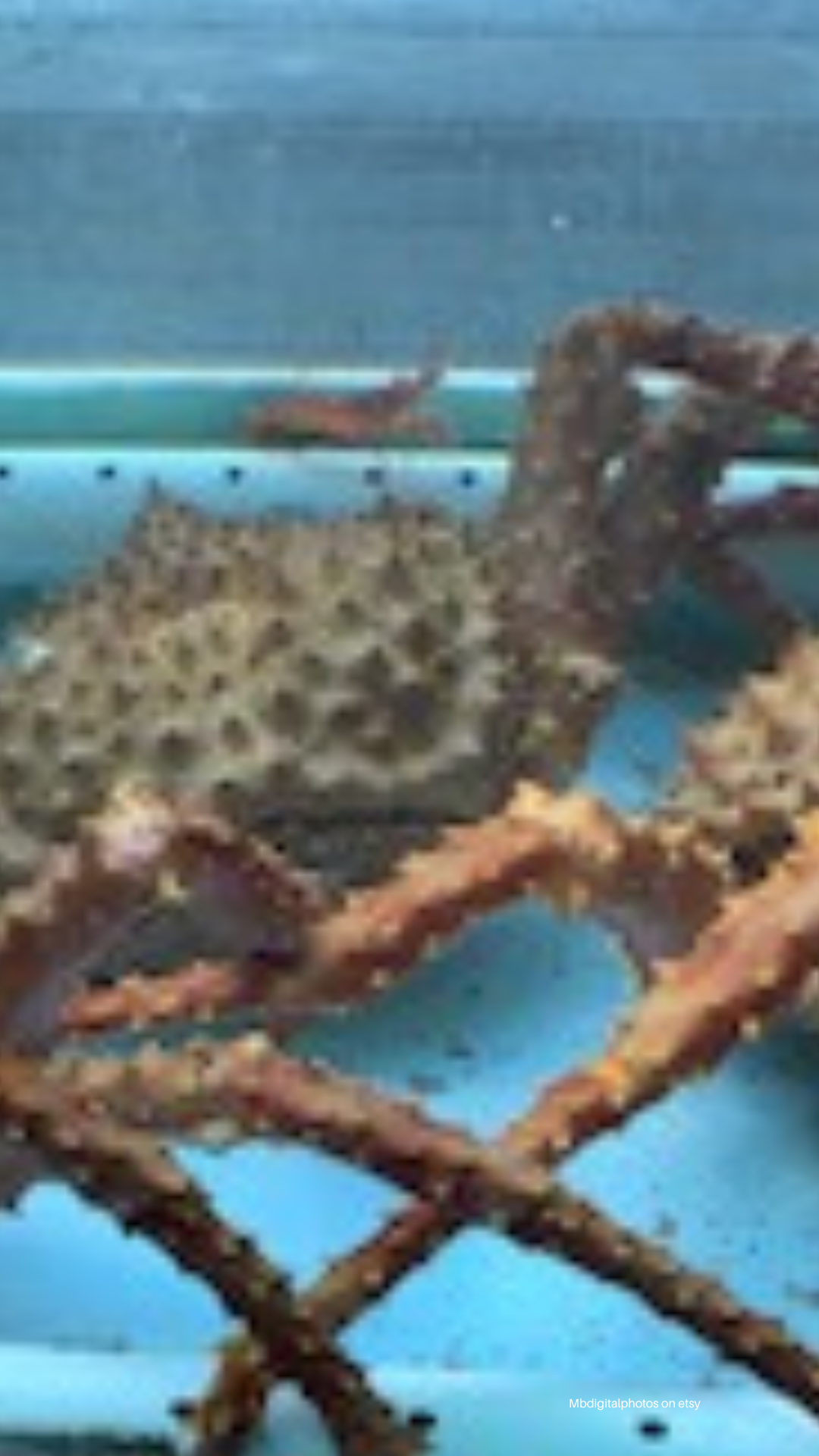 turtle. Japanese crab, Jelly fish, Jelly fish in the aquarium, crab in the beach, cellphone wallpaper