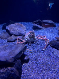 Japanese spider crab and sea urchins