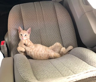 Grey and orange Cat Pictures