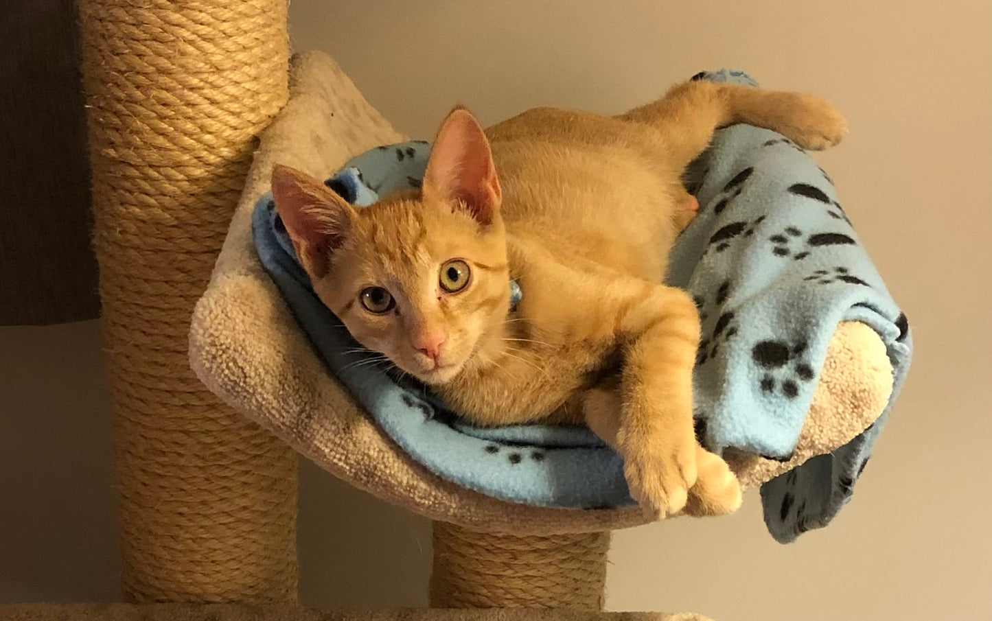 Grey and orange Cat Pictures