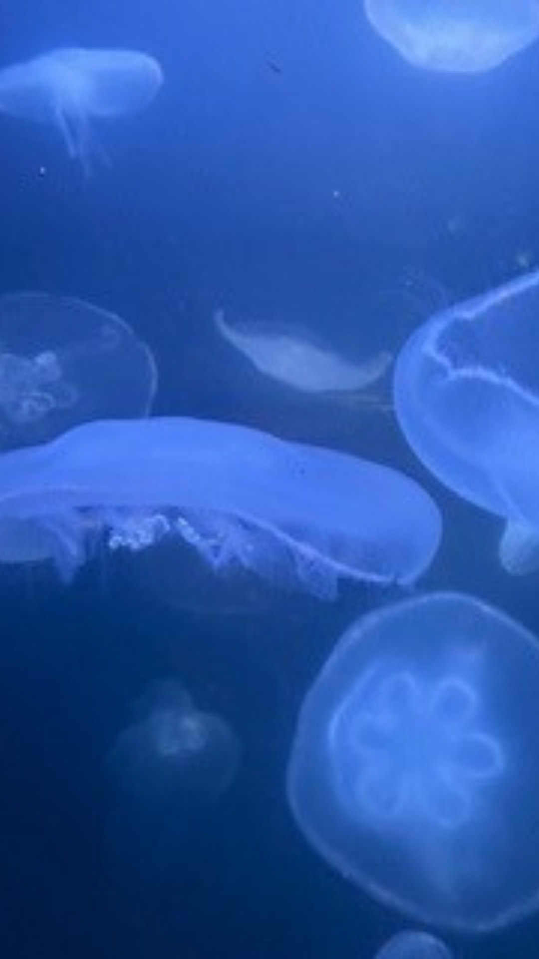 turtle. Japanese crab, Jelly fish, Jelly fish in the aquarium, crab in the beach, cellphone wallpaper