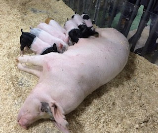 Ocean North Carolina