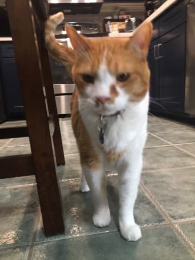 Grey and orange Cat Pictures