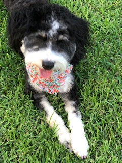 Mini Bernadoodle pictures