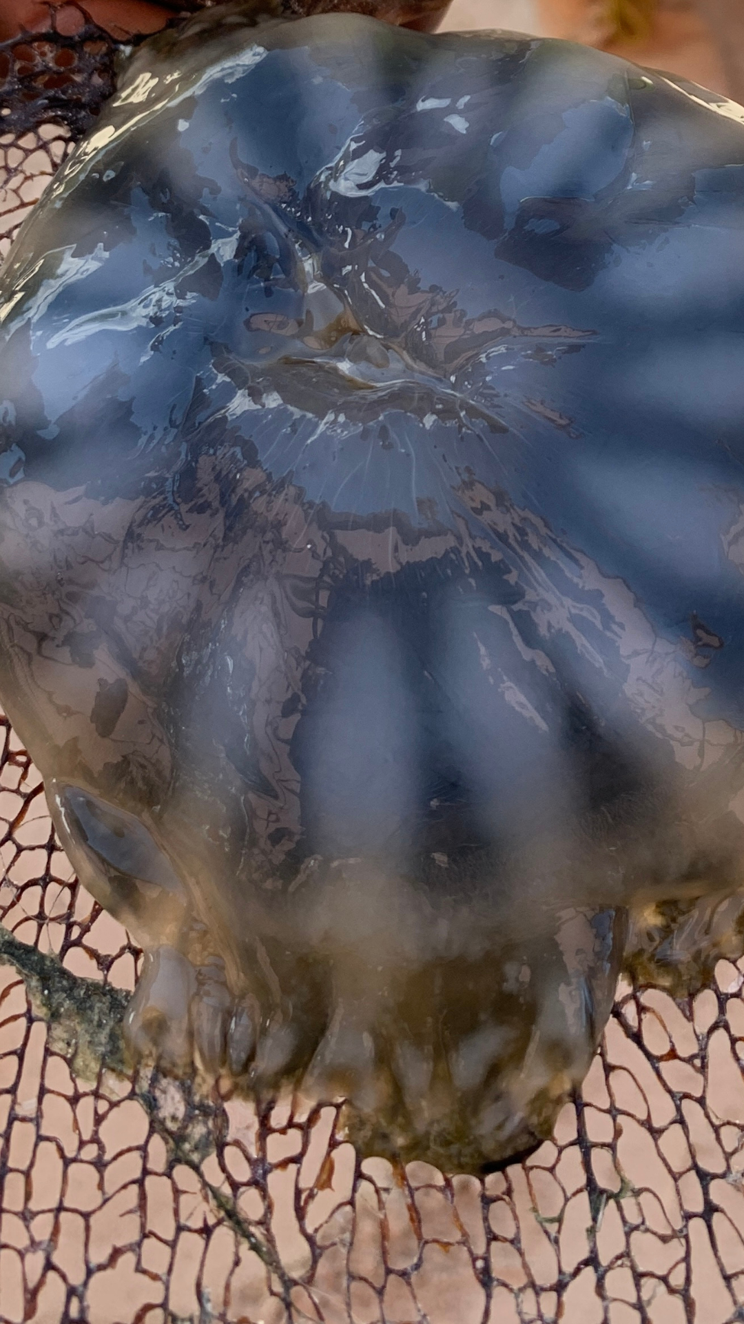 Cell phone or desktop wallpaper, Blue beryl phone wallpaper, blue beryl phone wallpaper Kaleidoscope Background,Jelly fish in the aquarium phone wallpaper, Japanese crab cell phone wallpaper,  Crab in the beach, turtle, one jelly fish,