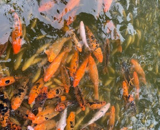 Koi fish bearers of good fortune and positive energy pictures