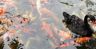 Koi fish bearers of good fortune and positive energy pictures