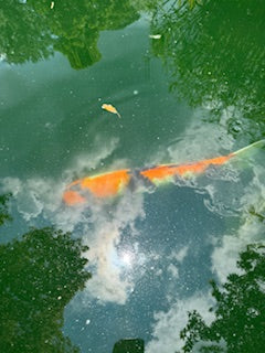 Koi fish bearers of good fortune and positive energy pictures