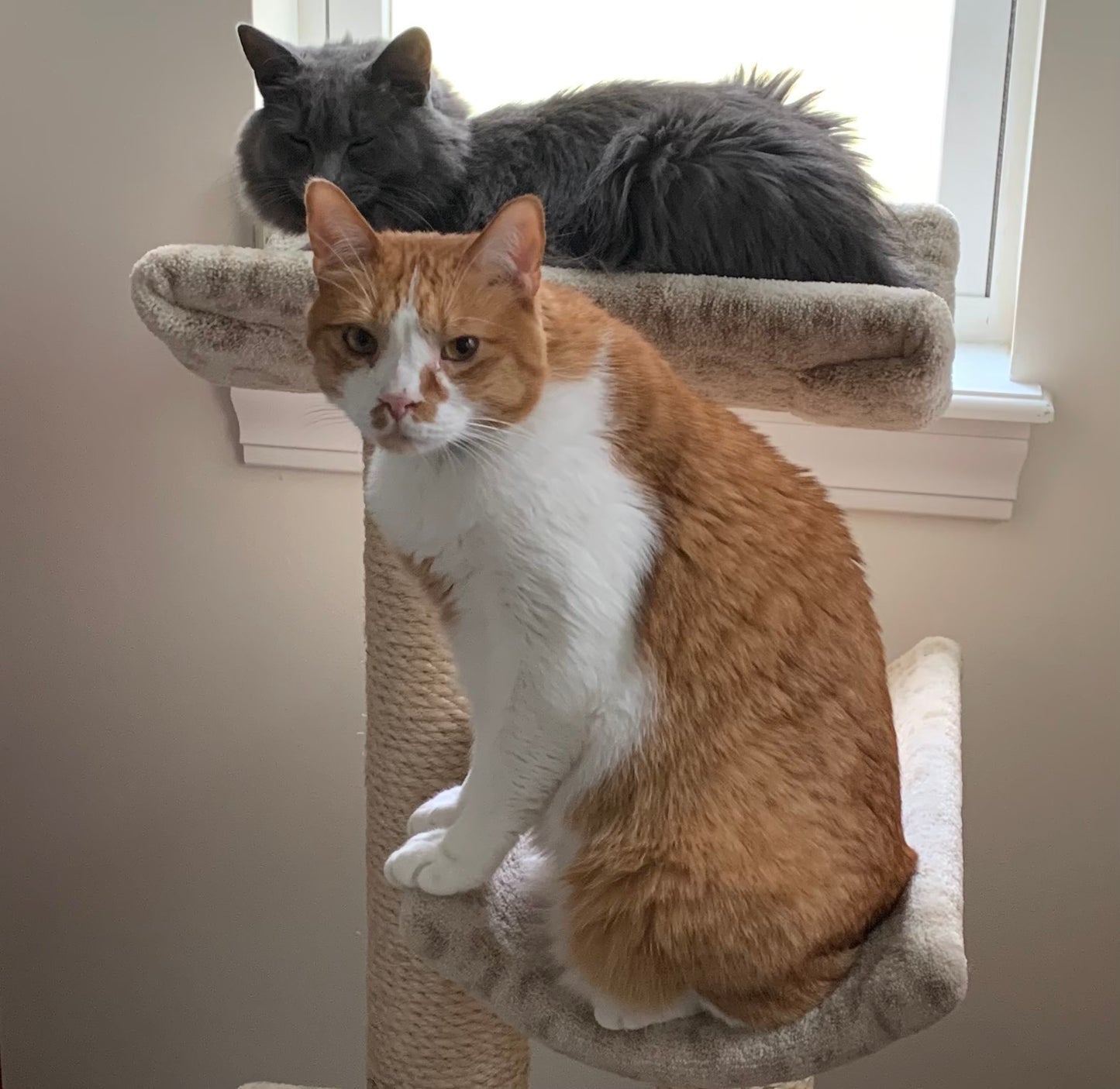 Grey and orange Cat Pictures