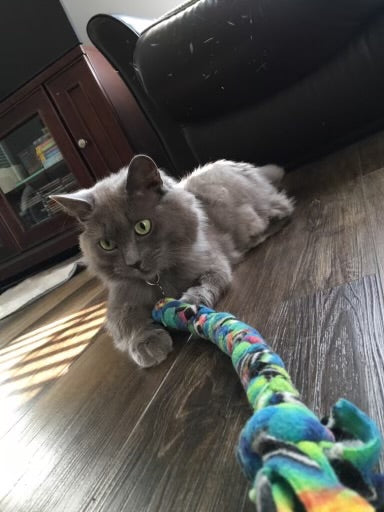 Grey and orange Cat Pictures