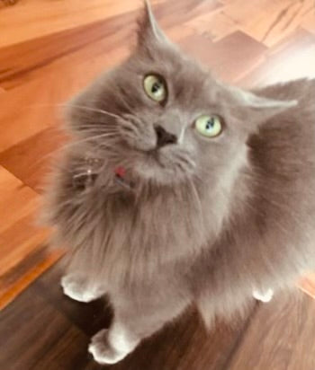 Grey and orange Cat Pictures