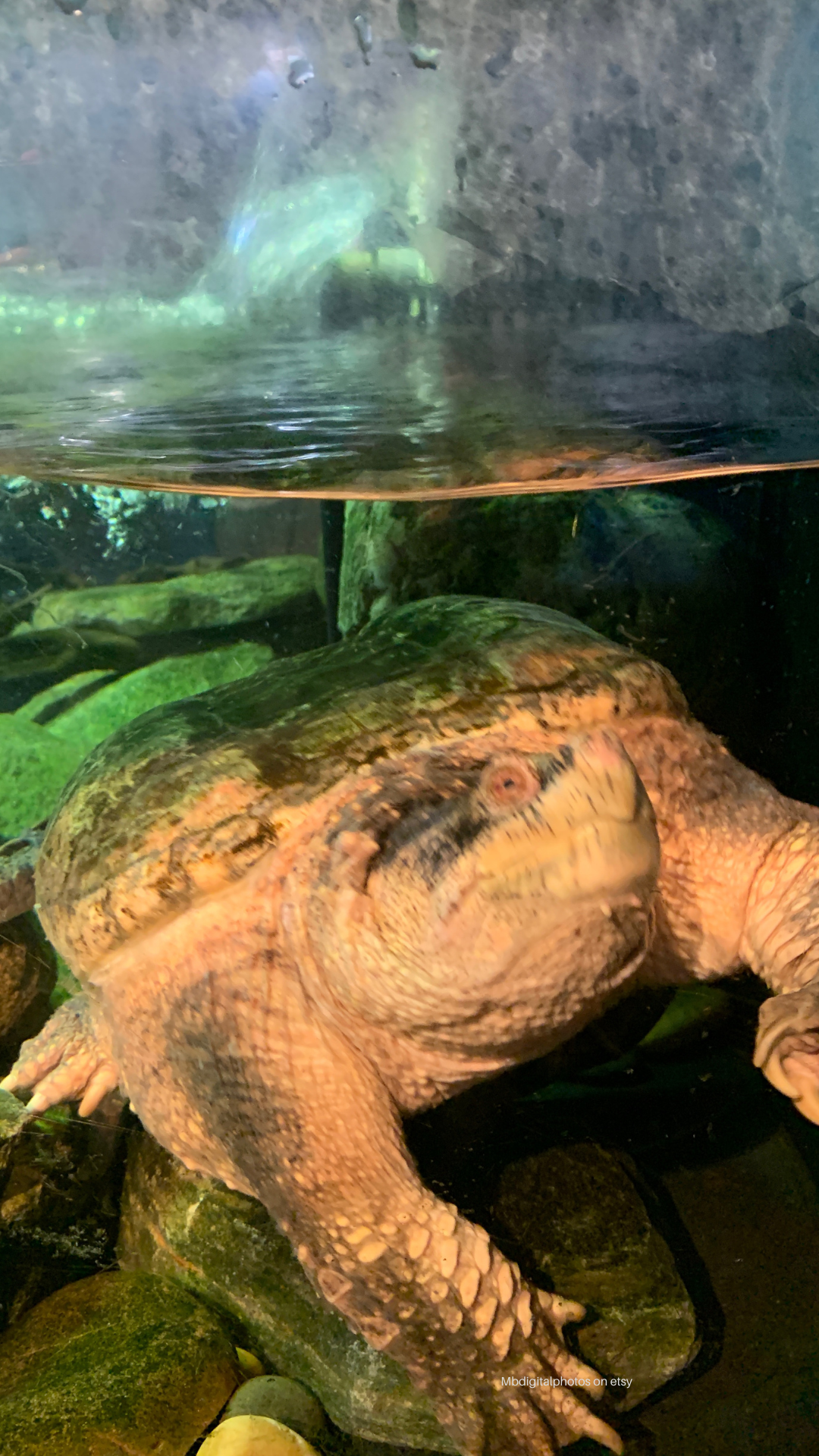 turtle. Japanese crab, Jelly fish, Jelly fish in the aquarium, crab in the beach, cellphone wallpaper