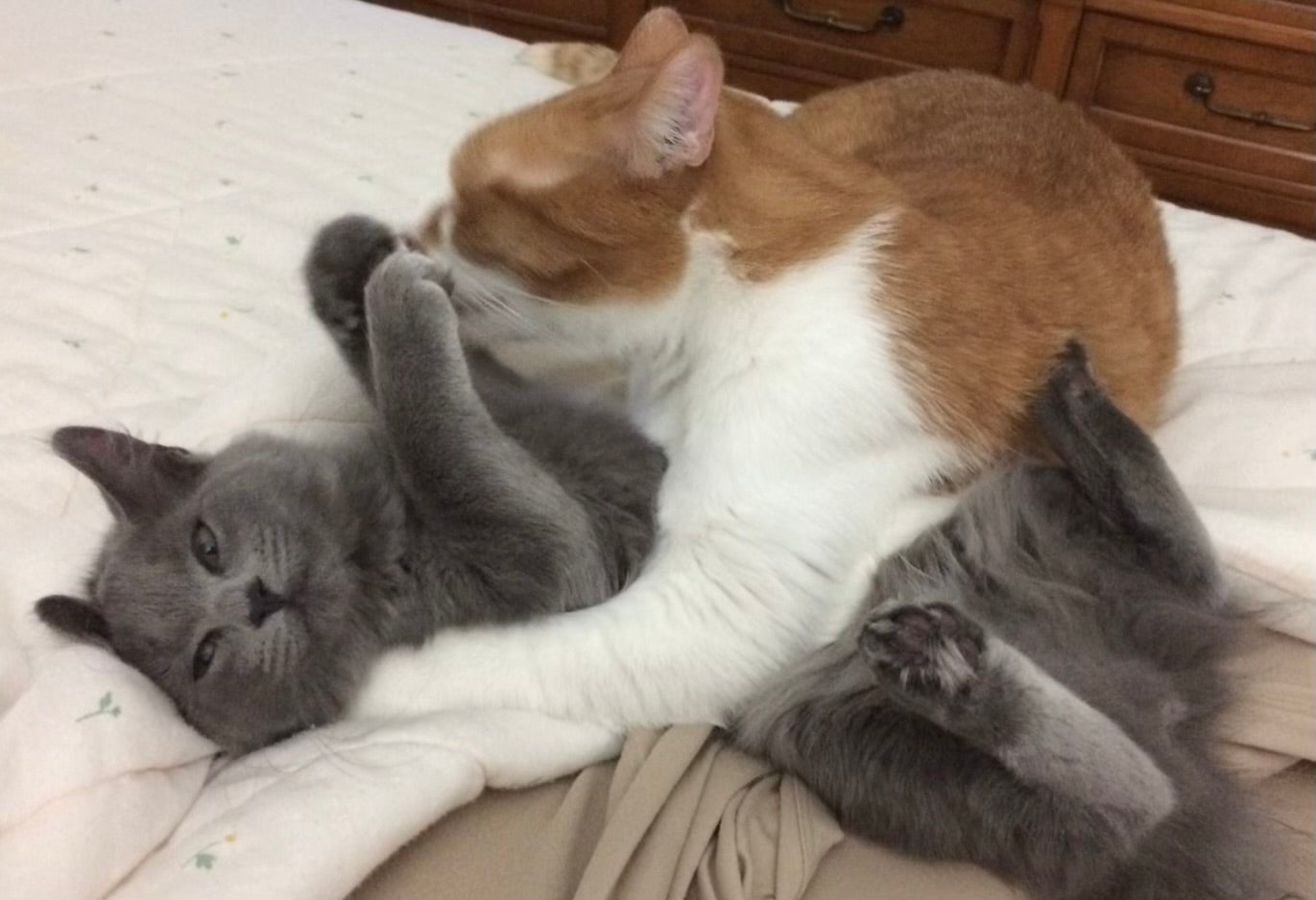 Pictures of different animals