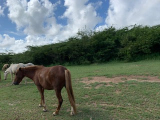 Pictures of different animals