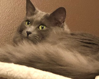 Grey and orange Cat Pictures