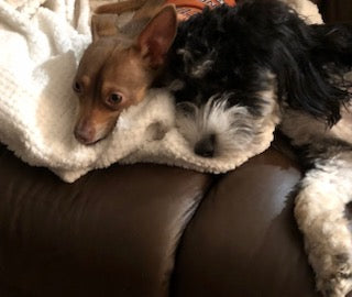 Pictures for your projects