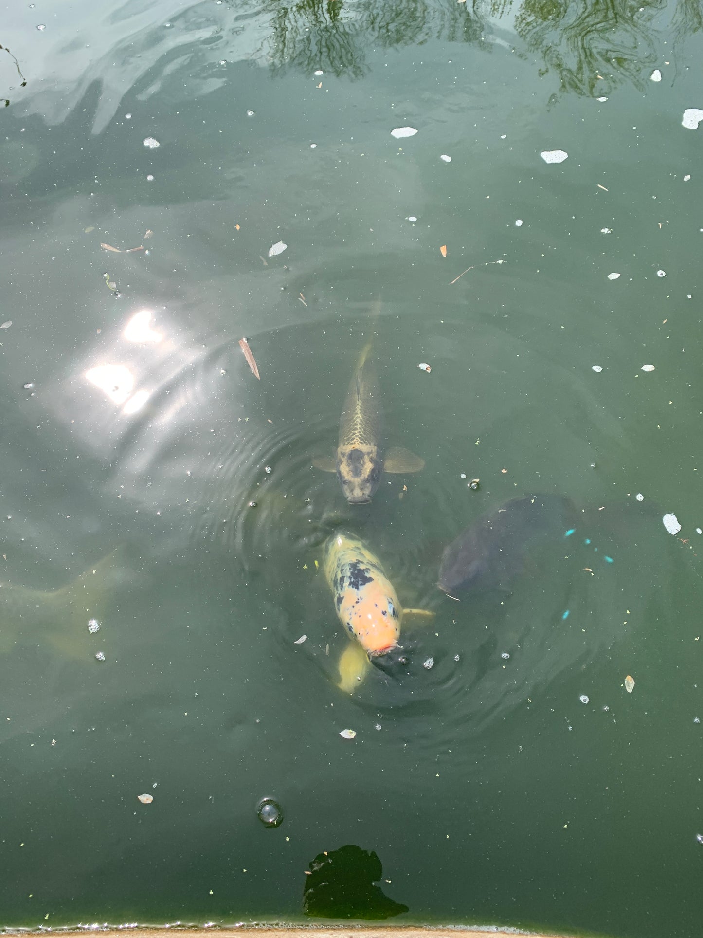 Koi fish bearers of good fortune and positive energy pictures