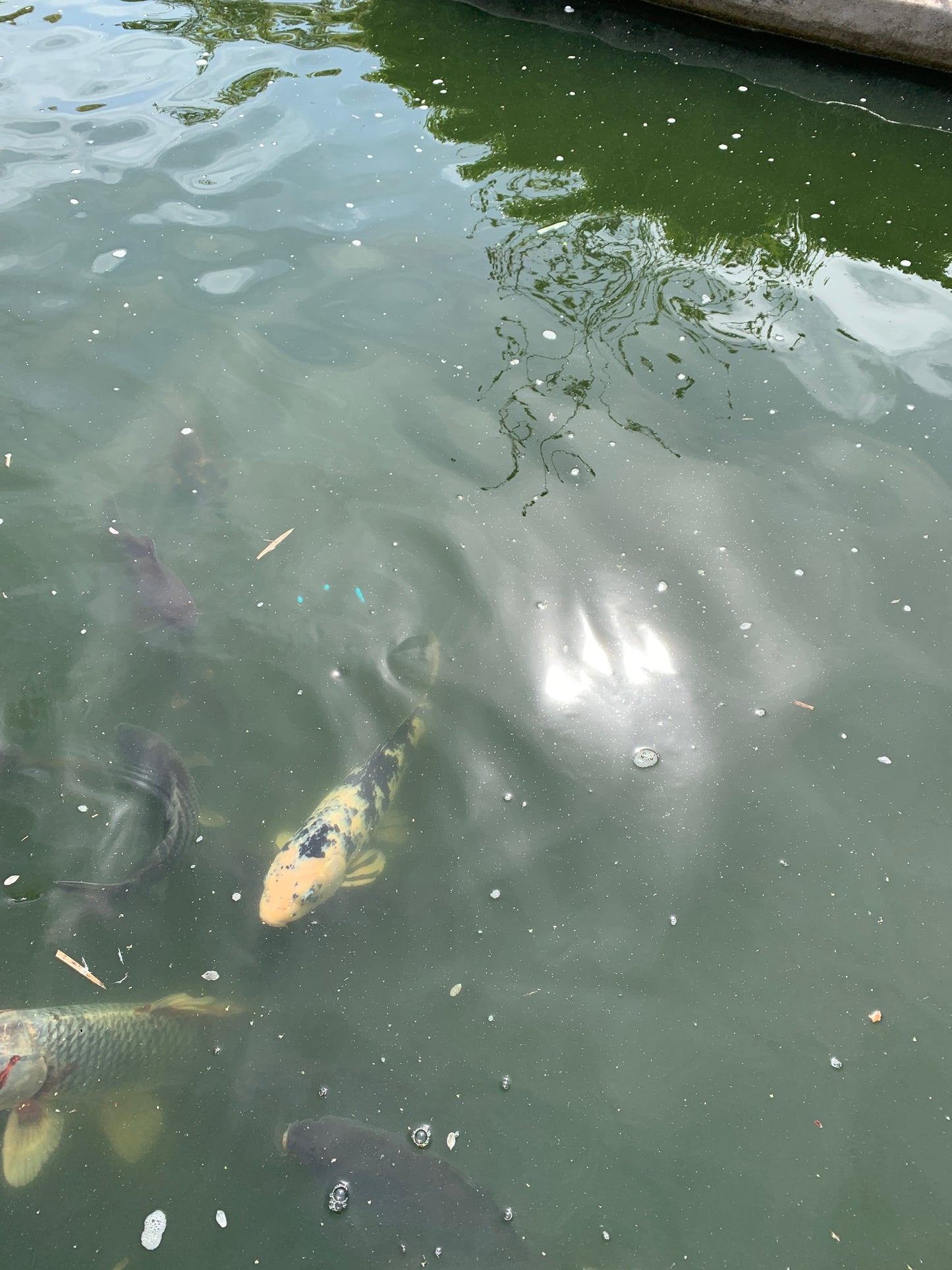 Koi fish bearers of good fortune and positive energy pictures