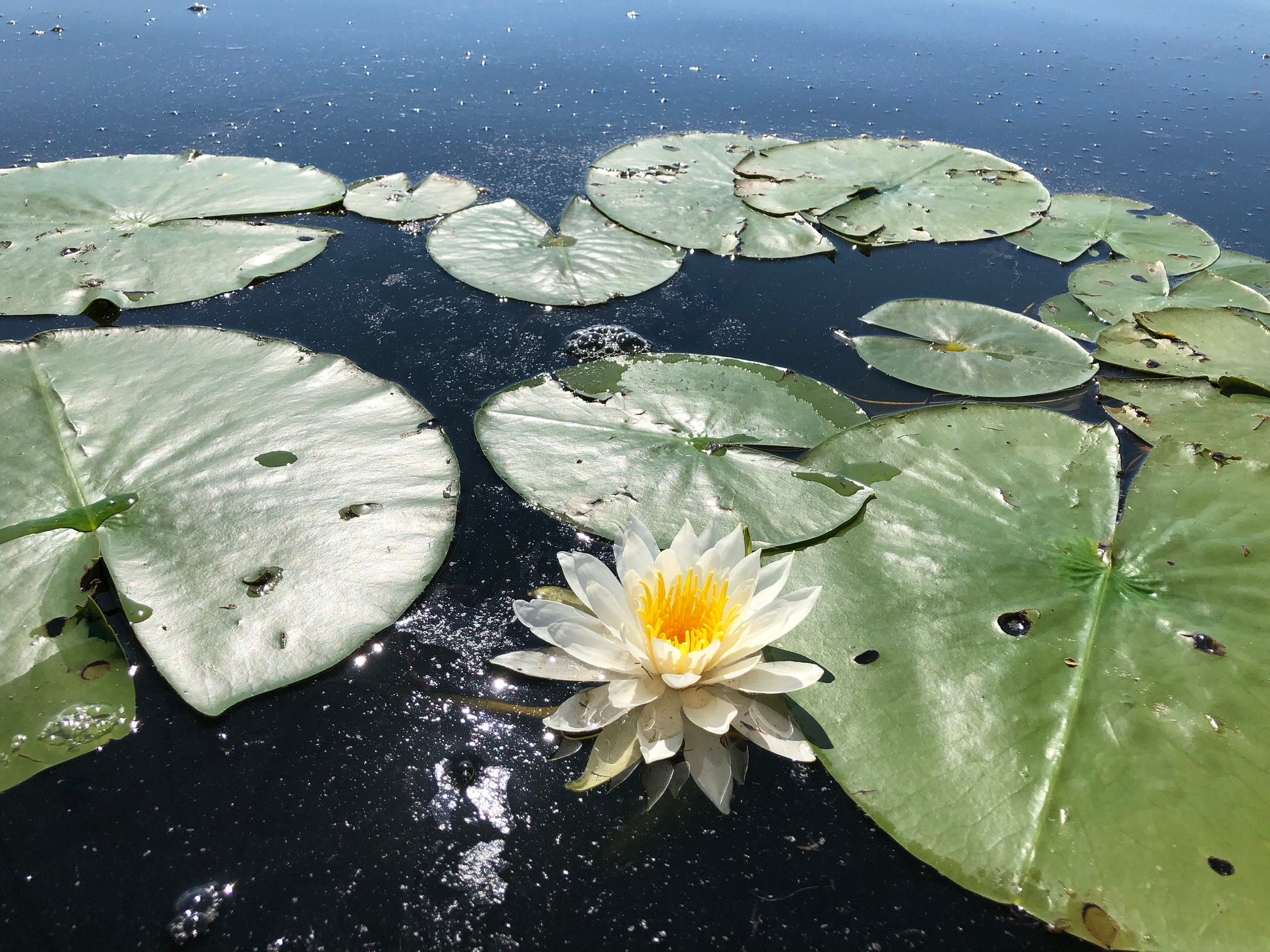 Lily pods at stockbridge bowl in the Berkshires