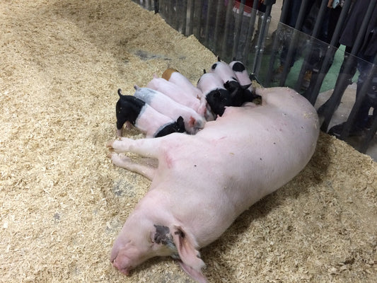 Mama pig and piglets.