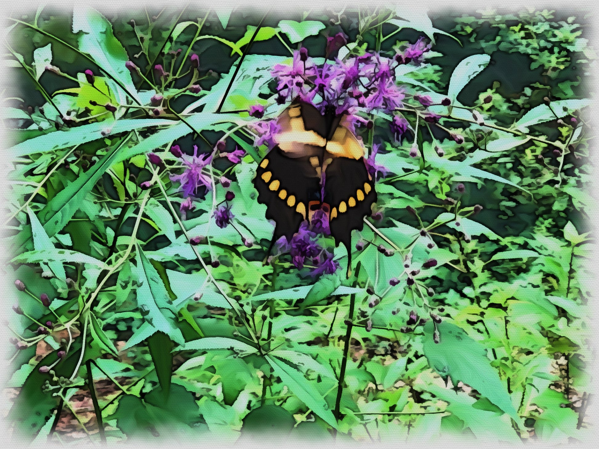 Picture of butterfly’s good for kids room, daycare, nursery or your creative endeavors.