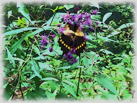 Picture of butterfly’s good for kids room, daycare, nursery or your creative endeavors.