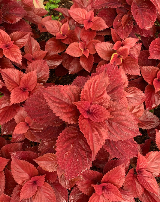 flower picture would look great in any room or use for your creative endeavors.