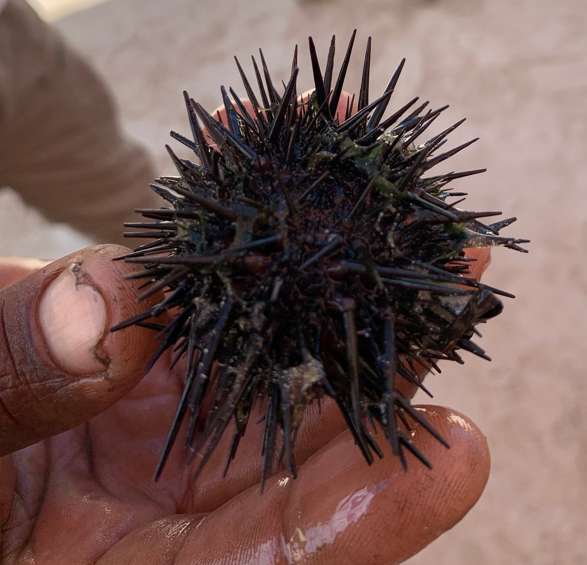Picture of a Sea Urchins good as a picture to hang on a wall or as a picture to use in your creative projects like videos, business cards, school projects, pamphlets, blogs, vlogs.