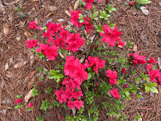 Royal Poinciana and other flower thumbnail