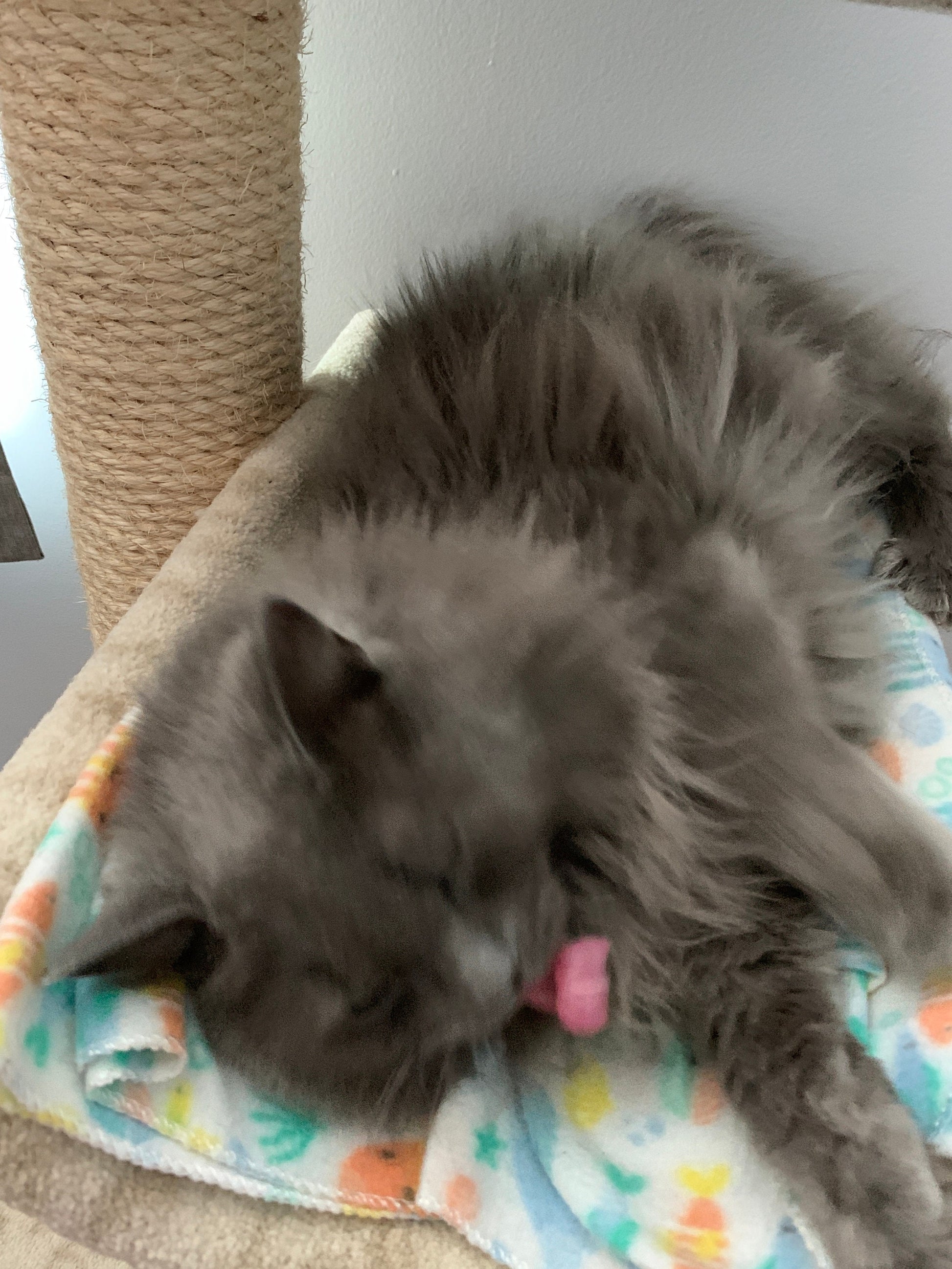 Cute templates of cats.