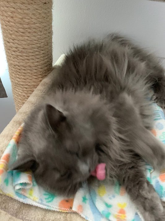 Cute templates of cats.