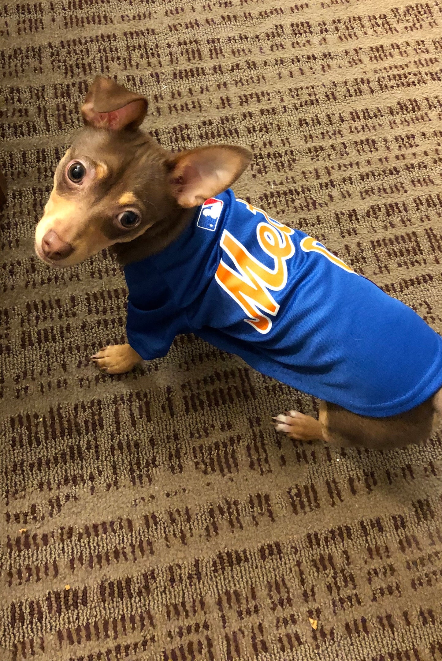 One of the smallest Mets fan. This picture would look good in any kid's room but get creative maybe you have a daycare., in the dog hotel, maybe you train dogs etc.
