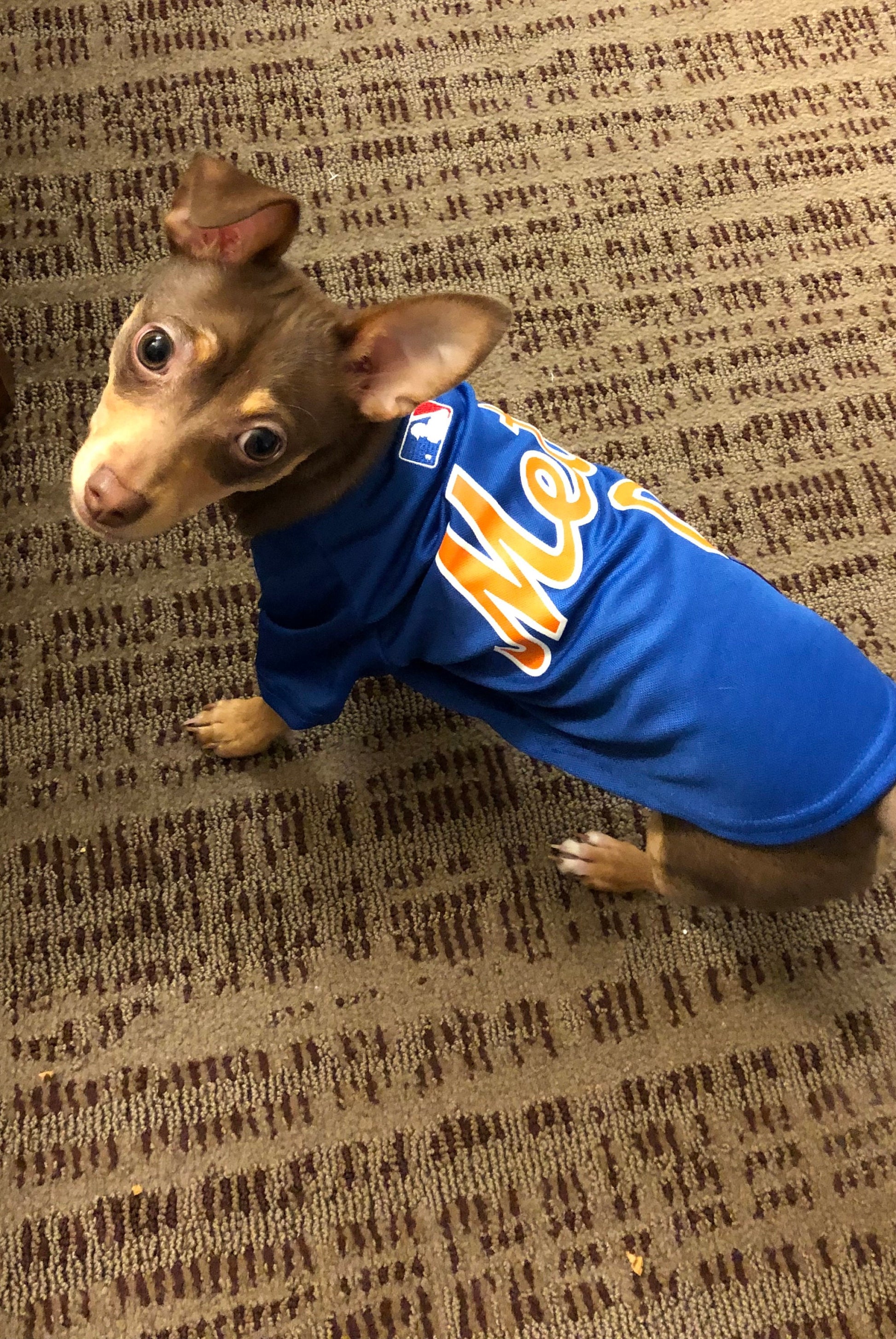 One of the smallest Mets fan. This picture would look good in any kid's room but get creative maybe you have a daycare., in the dog hotel, maybe you train dogs etc.
