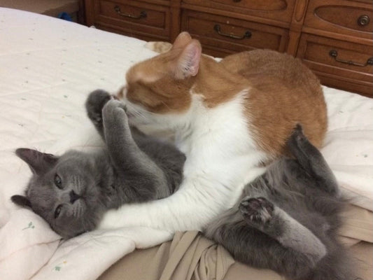 Hmmmmmmm what’s going on here. Picture of two cats loving on each other. Great picture for kids room, nursery, daycare etc.