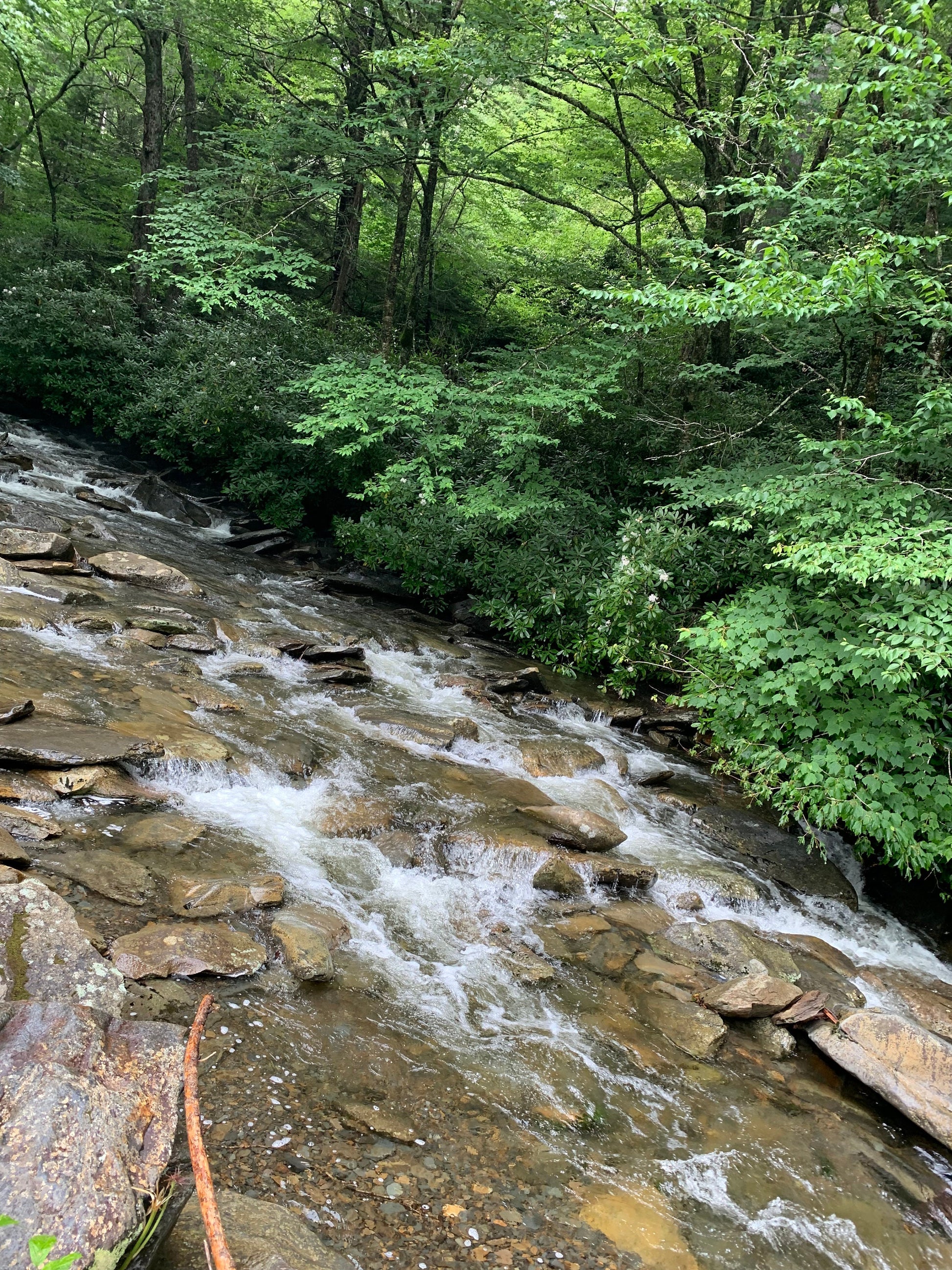 Stream in the Smokey mountains.