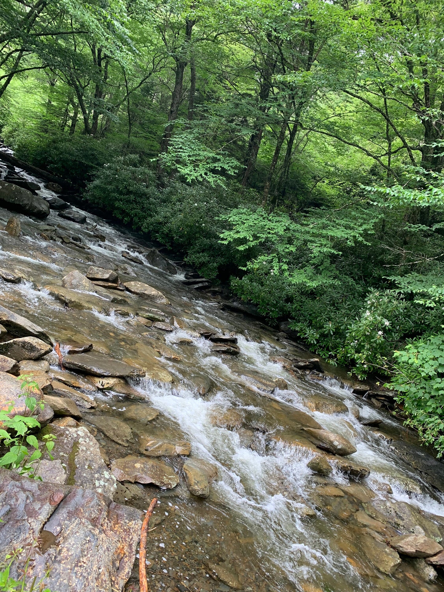 Stream in the Smokey mountains.