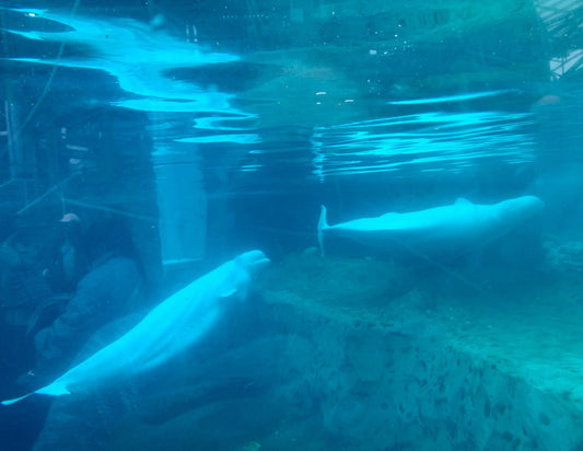 Belugas whales pictures.